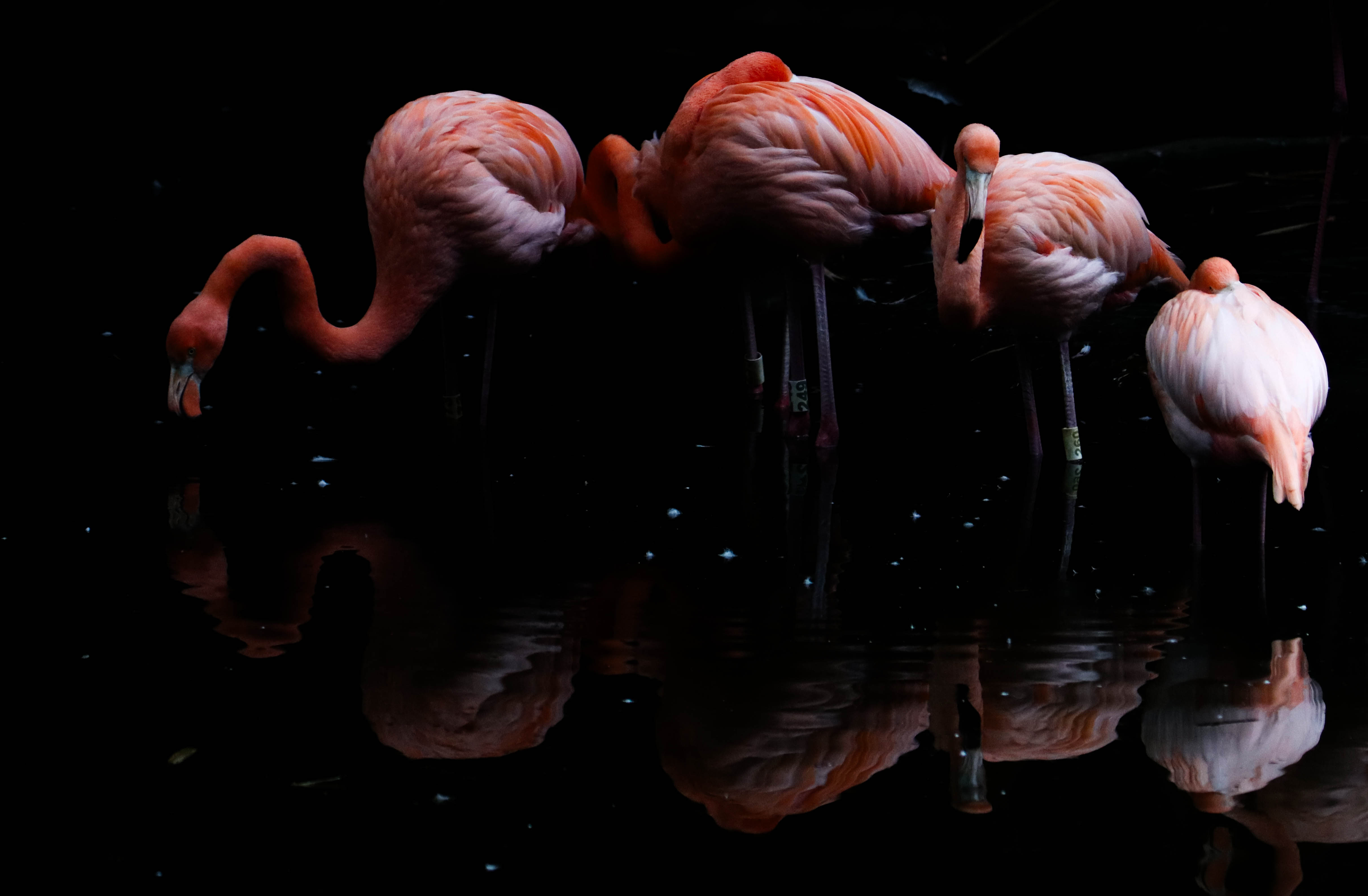 Naturaleza — Inaldo Pérez