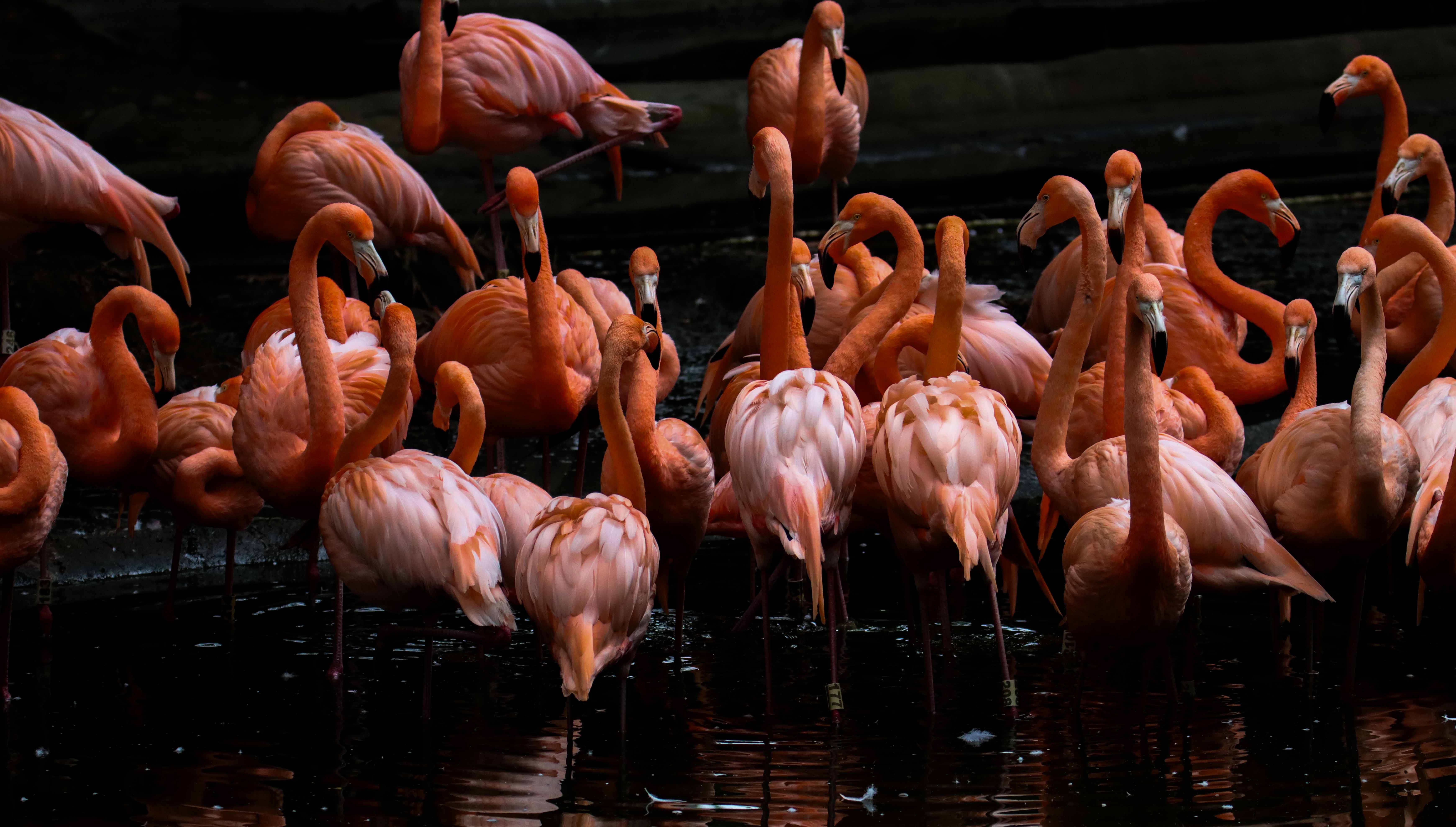 Naturaleza — Inaldo Pérez