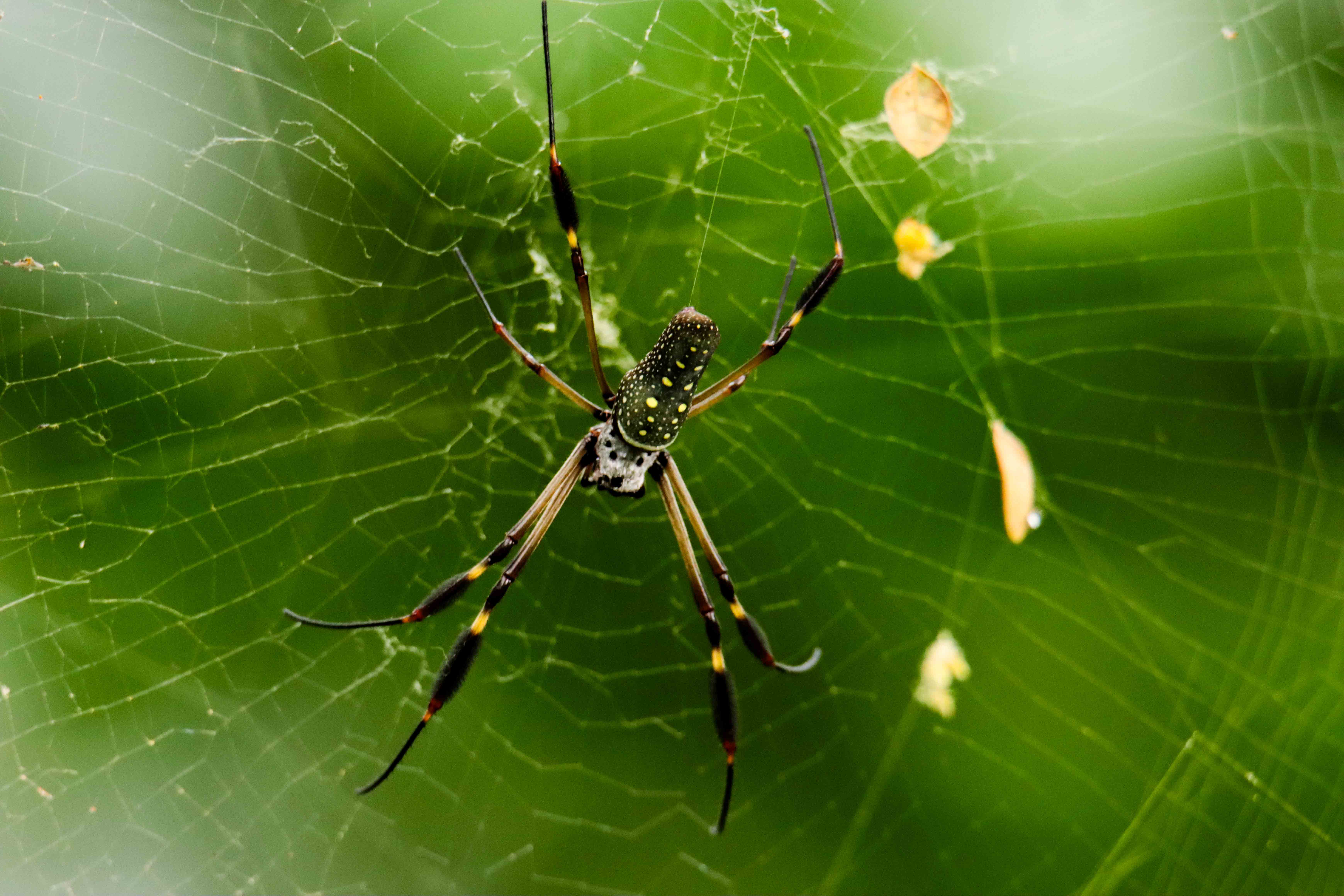 Naturaleza — Inaldo Pérez