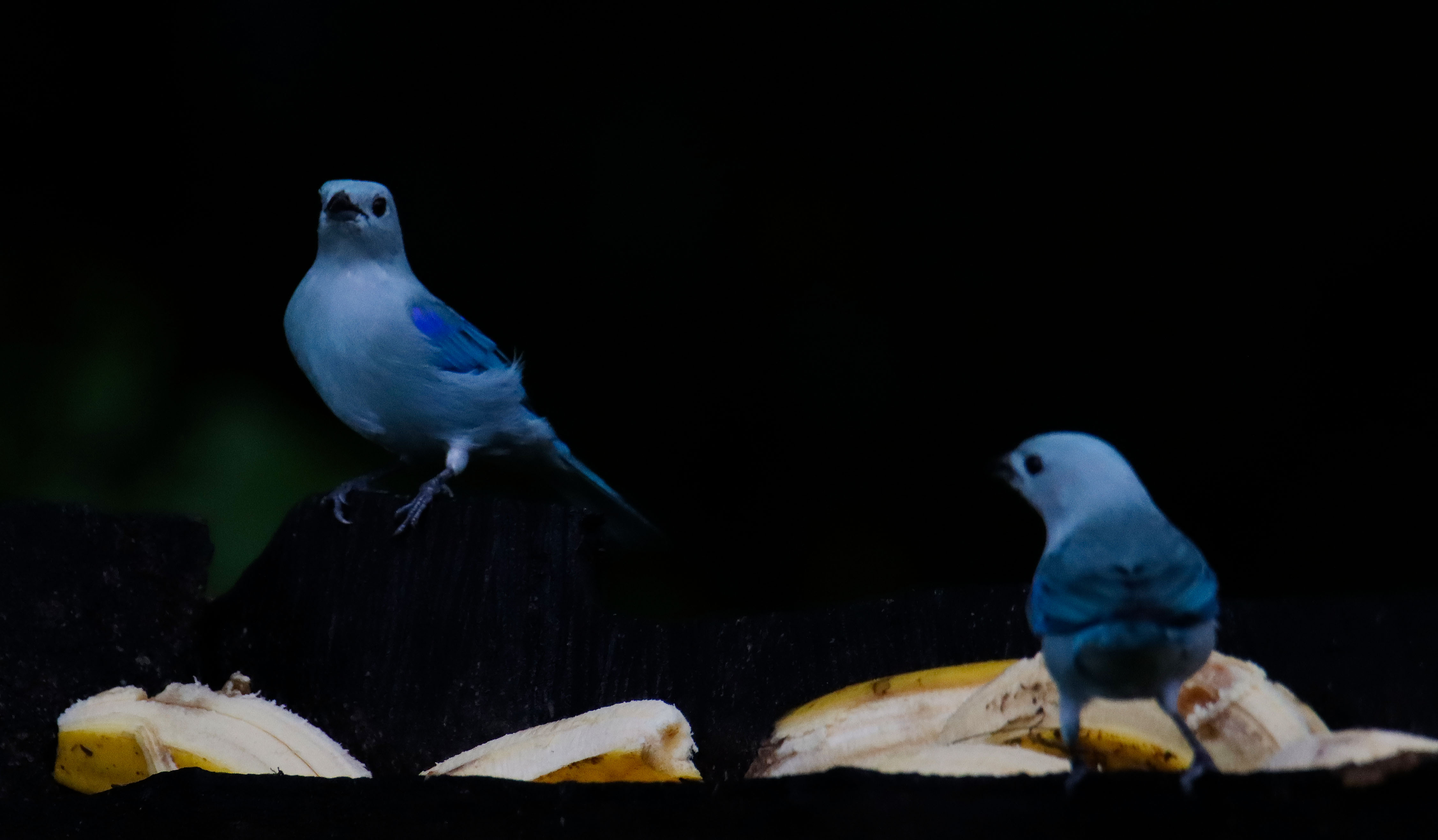 Naturaleza — Inaldo Pérez