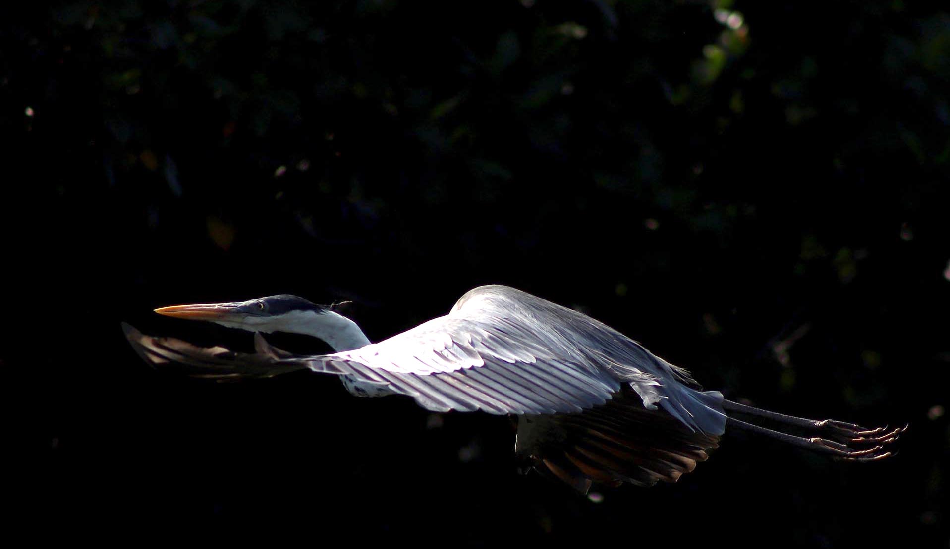Naturaleza — Inaldo Pérez