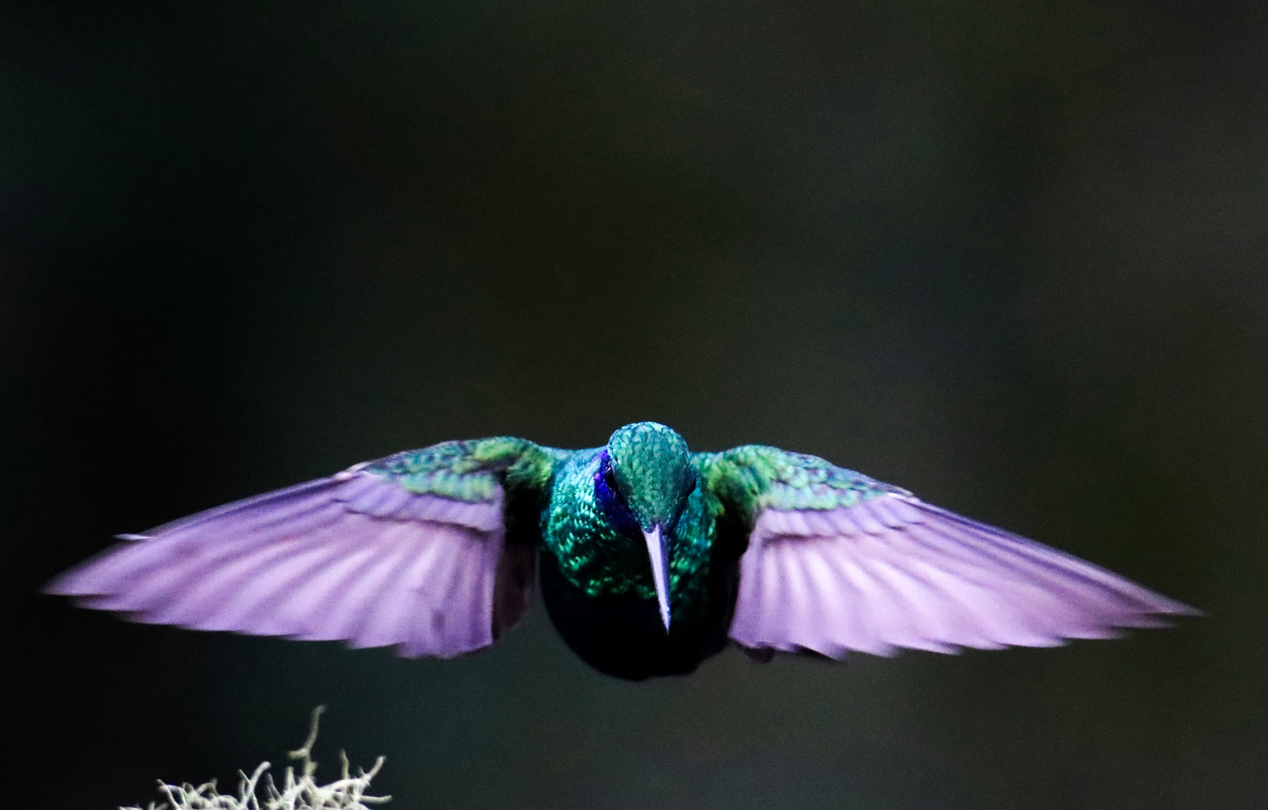 Naturaleza — Inaldo Pérez