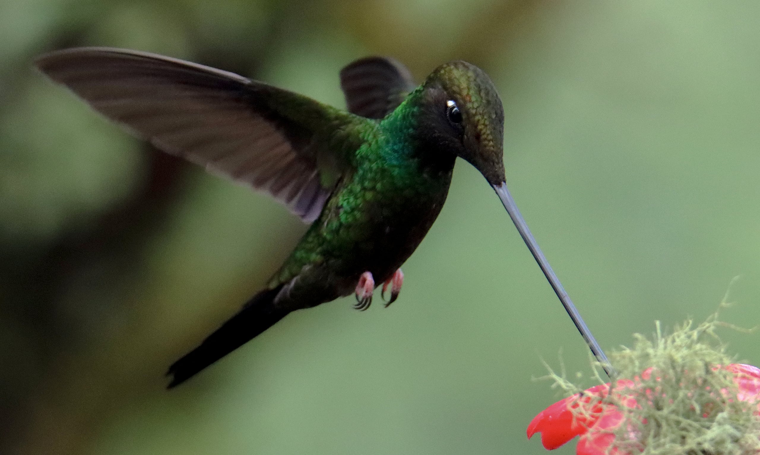 Naturaleza — Inaldo Pérez