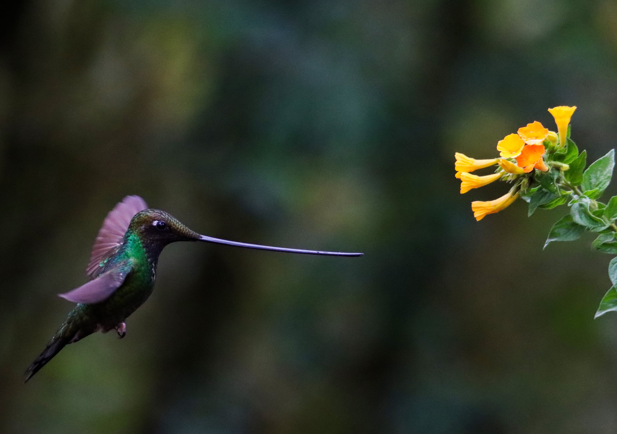 Naturaleza — Inaldo Pérez
