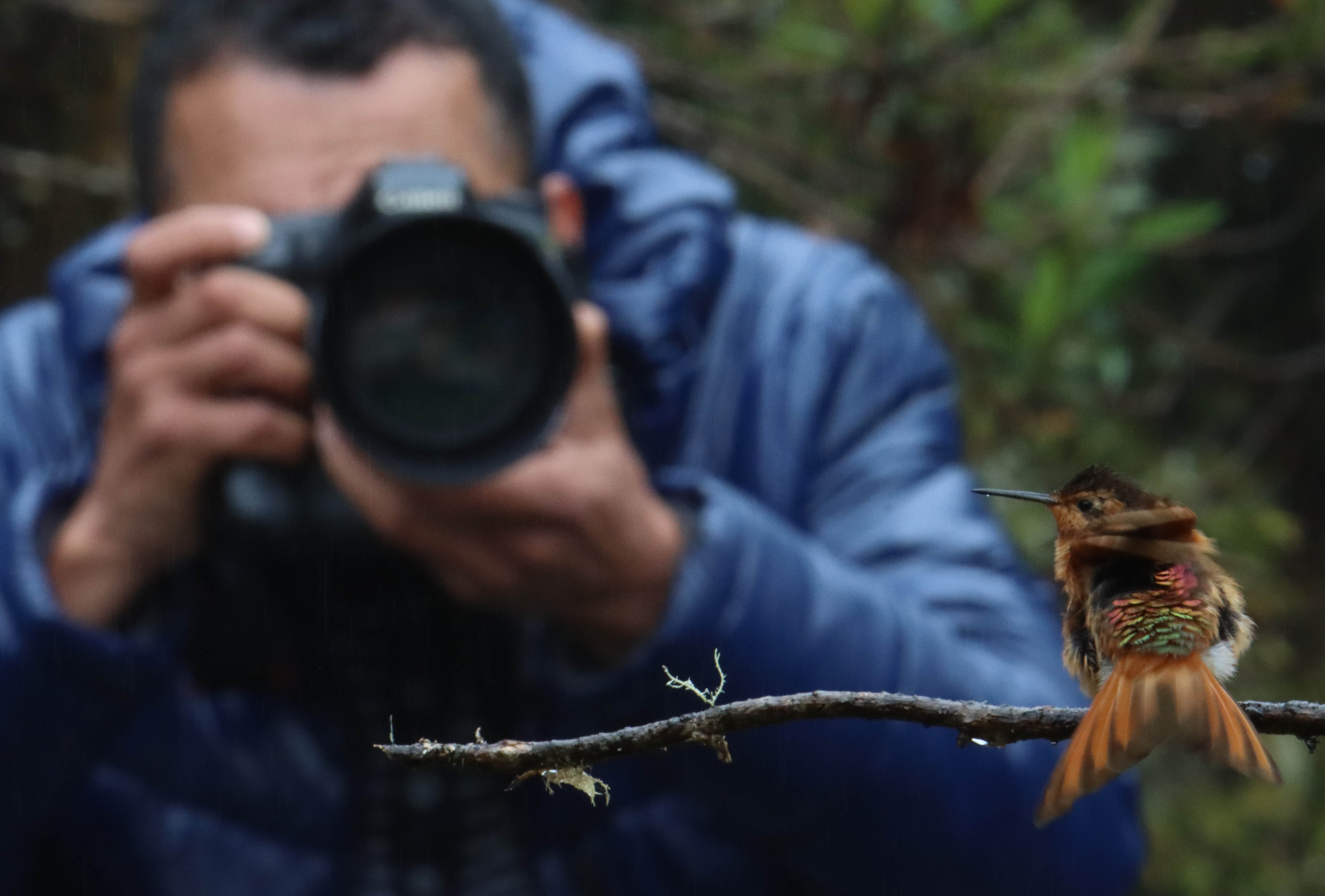 Naturaleza — Inaldo Pérez