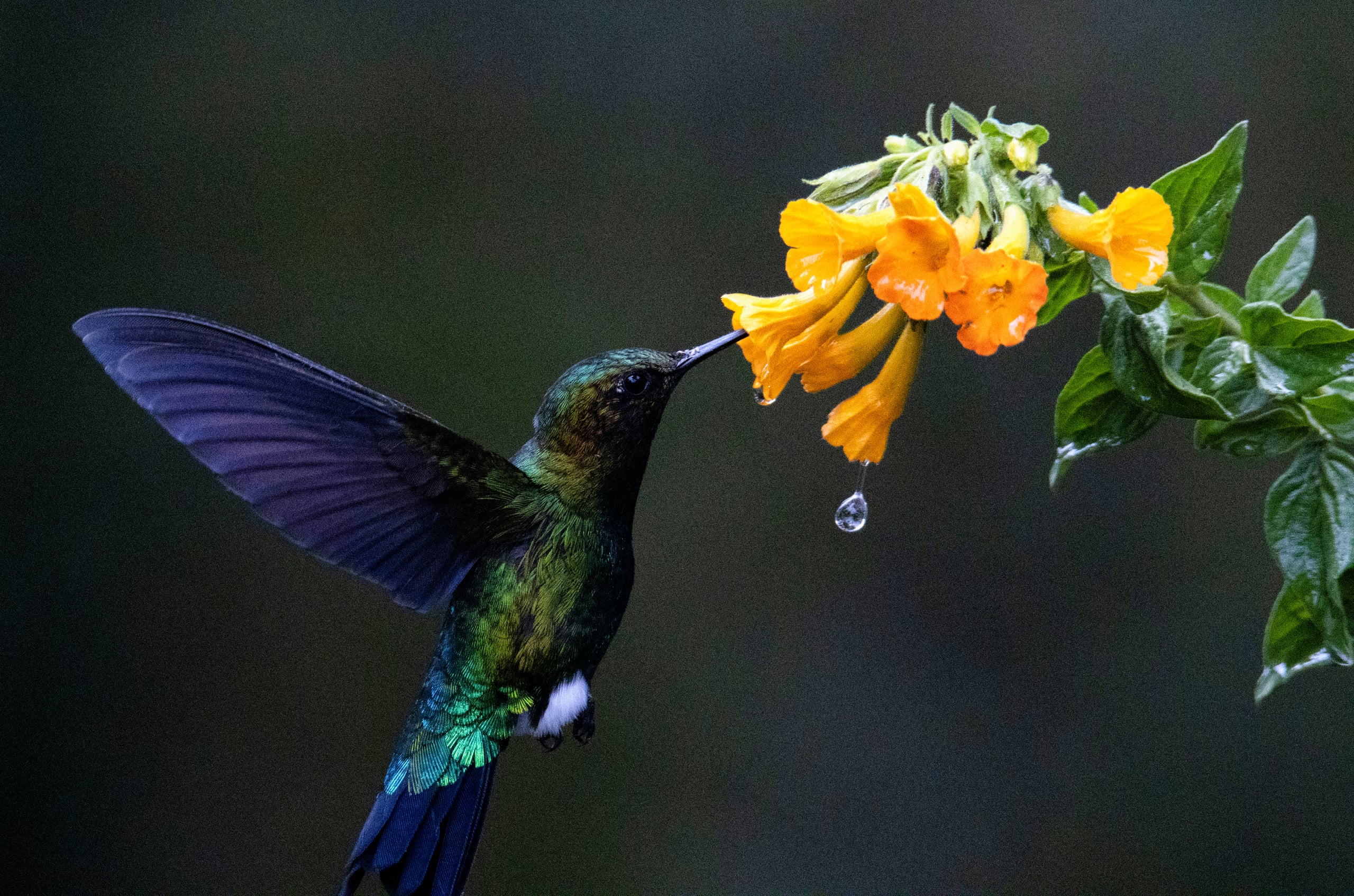 Naturaleza — Inaldo Pérez